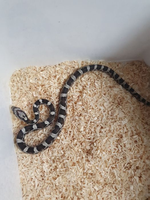 Młode węże zbożowe ładnie wybarwine anerystic wąż do terrarium snake