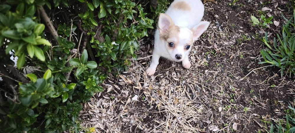 Chihuahua miniatura fêmea disponível para entrega