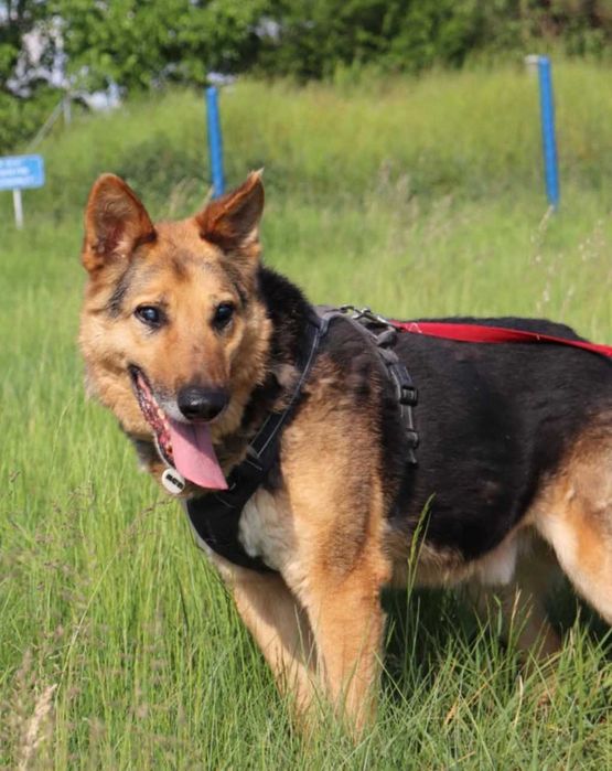 Szarik Owczarek Niemiecki szuka domu