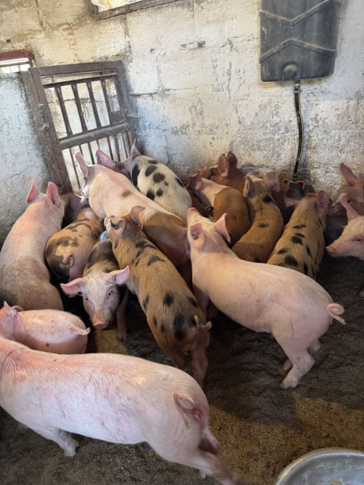 Продам мʼясних поросят