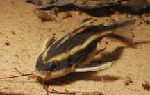 Platydora kolczasta Sum liniowy (Platydoras armatulus) WYSYŁKA AKWAWIN