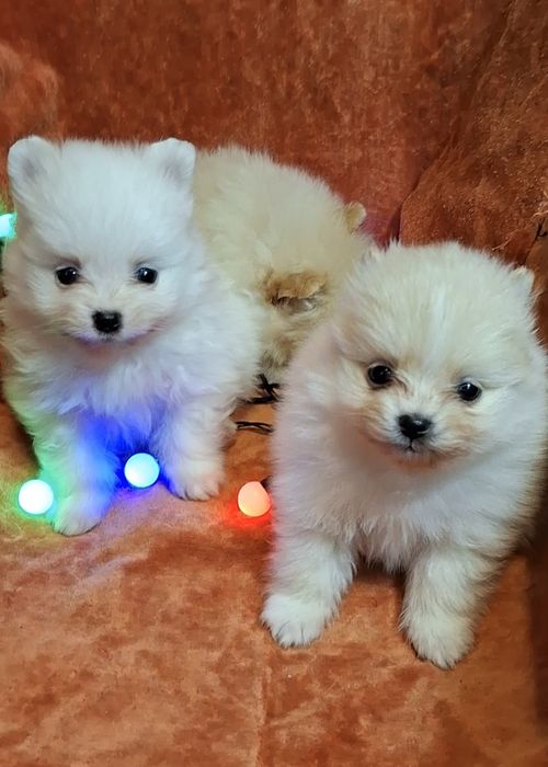 Малюки на долоню! Мiнi-хлопчики, здоровi шпiцулi шукають родини!