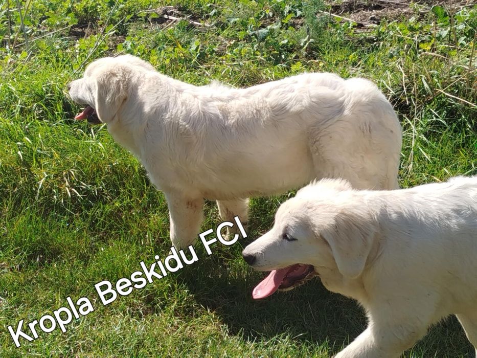 Polski Owczarek Podhalański FCI
