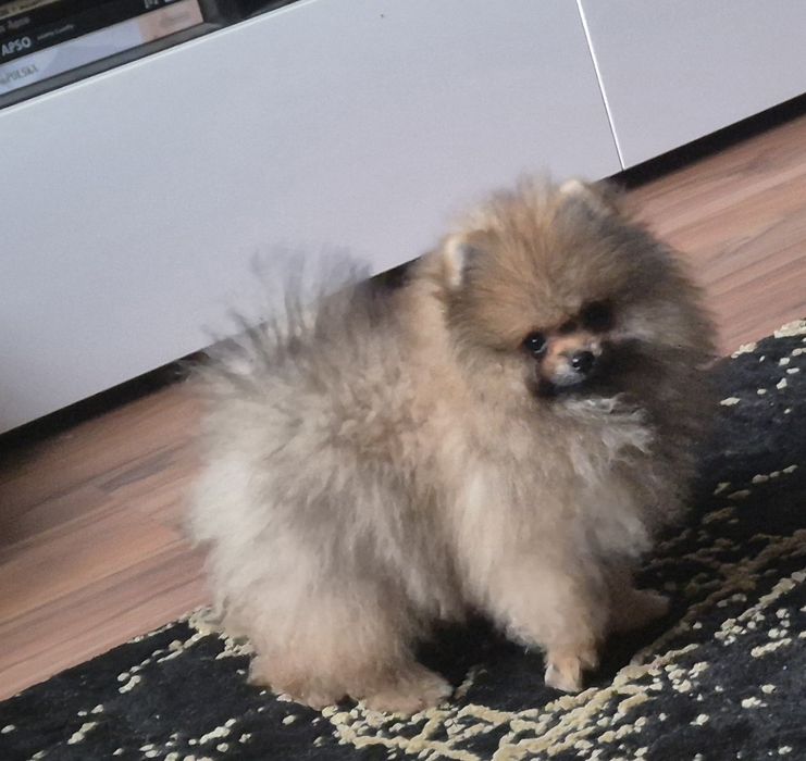 Suczka pomeranian bardzo przytulaśna