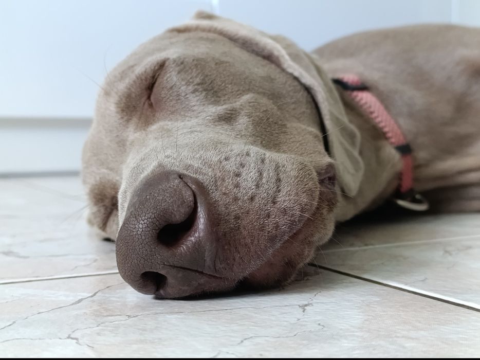 Wyżeł weimarski szczeniak suczka