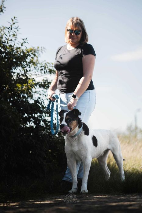 Adwent- duży wesoły przytulak w typie boksera ADOPCJA