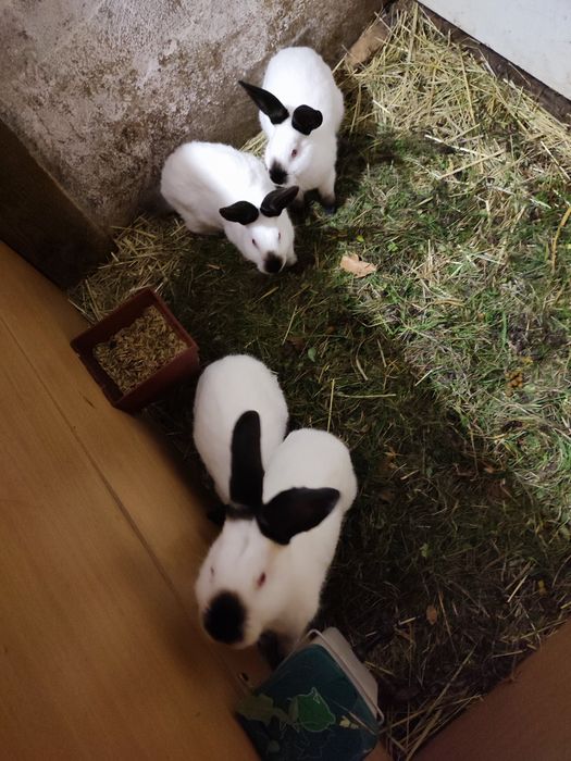 Króliki kalifornijskie i baran francuski