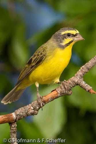 Lote de canários ou venda individual + trio de canários de Moçambique