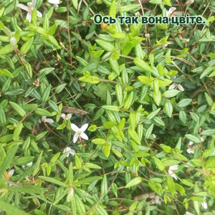 Журавлина, клюква, брусниця сира без цукру, варення з журавлини з Карп