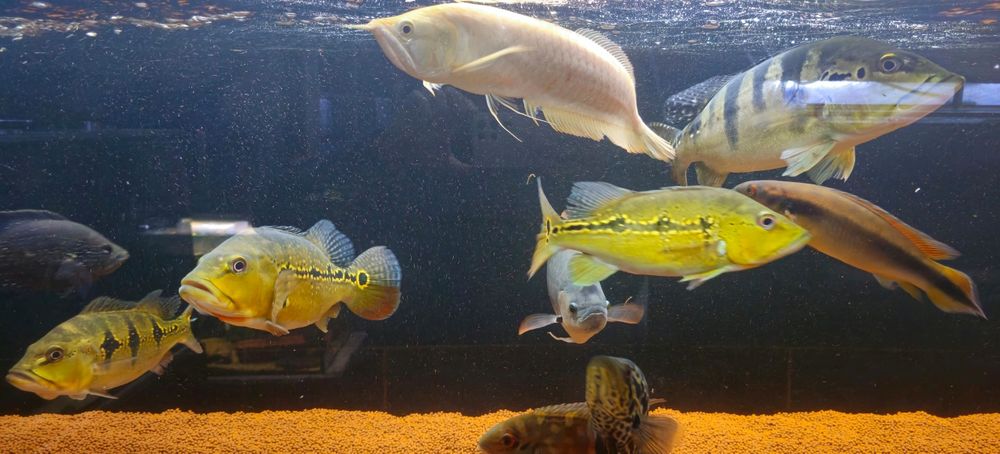 Ciclhas 4 exemplares