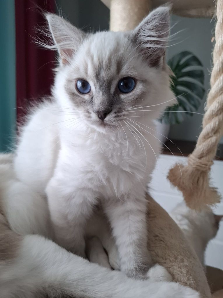 Chlopiec Ragdoll blue mitted lynx FPL umikatowe umaszczenie cudowny