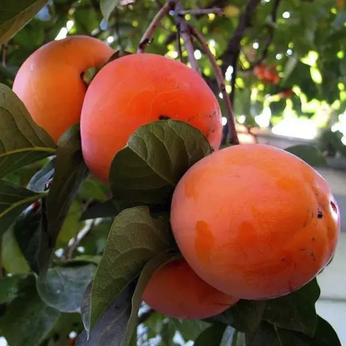 Саджанці хурми ОПТ–Роздріб / Саженцы хурмы ОПТ–Розница