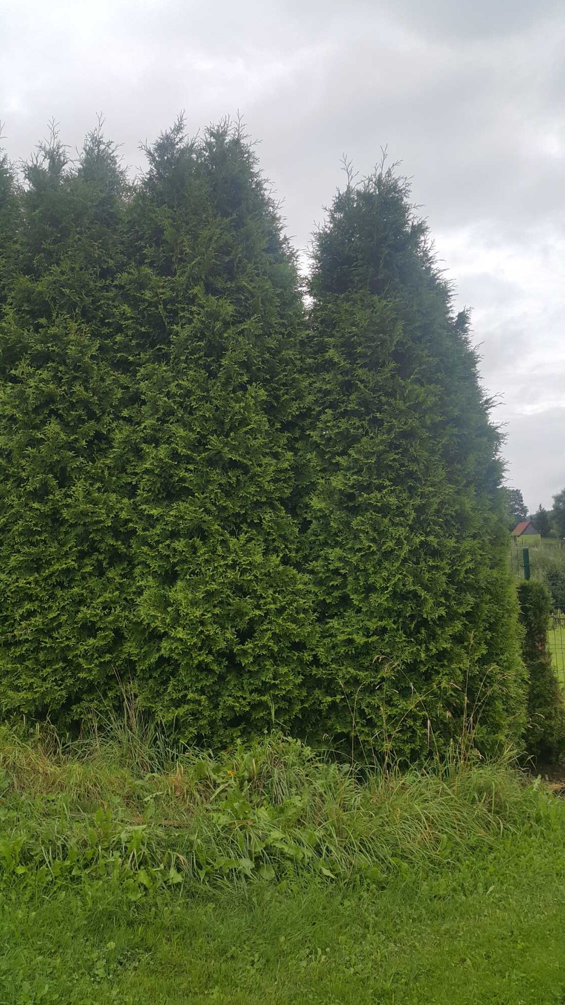 Tuja thuja szmaragd drzewko ok 5-6m ladna szeroka kilka sztuk..