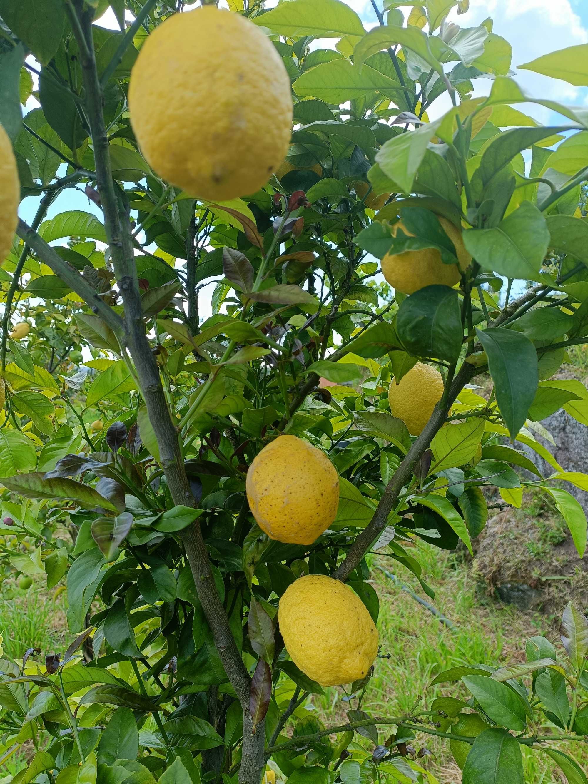 Venda de limão biológico