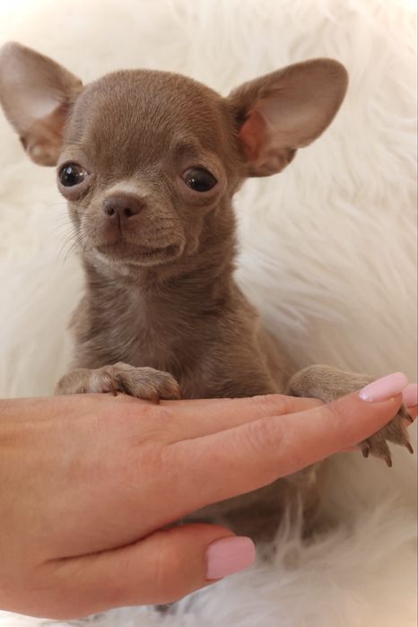 ***Mini dziewczynka** Chihuahua **xxxxs***