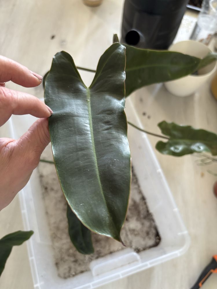 Philodendron billietiae x atabapoense filodendron
