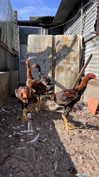 Indio gigantes puros machos