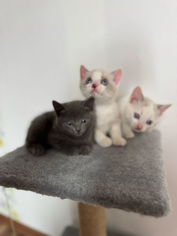 Кошенята котик, віддам безкоштовно