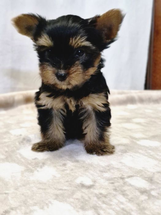 Йоркширский терьер щенки