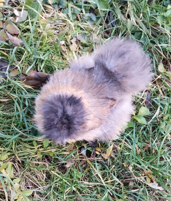 Same Kury. Kura silki Silka.