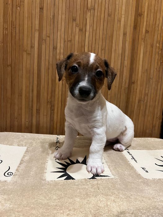 Маленька дівчинка