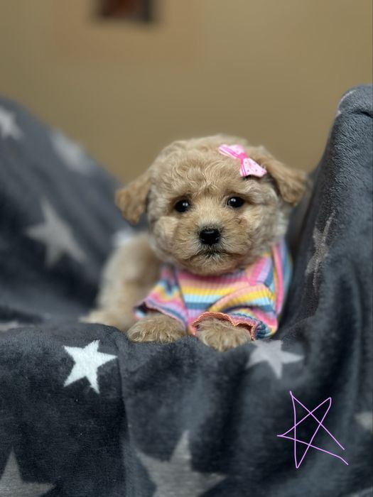 Мальтипу радість у ваш дім! Мальтиппу мальтіпу