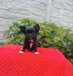Suczka chihuahua dlugowlosa z metryka FCI ZKwP