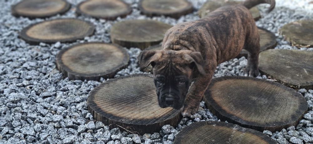 Piesek amstaff z dokumentami