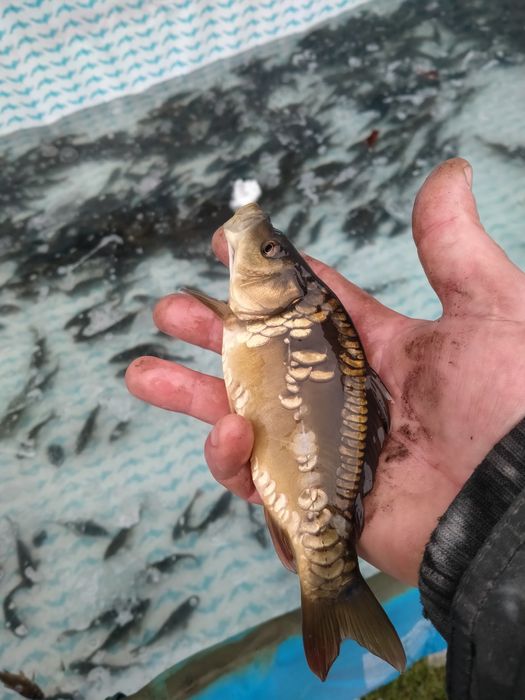 Narybek kroczek karp