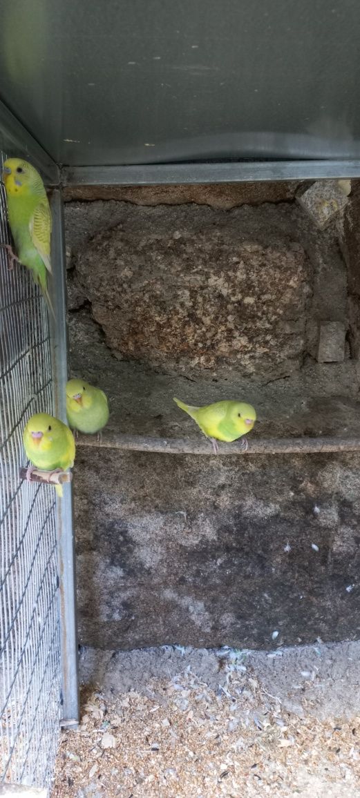 Piriquitos Australianos