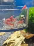 Neocaridina Fire Red