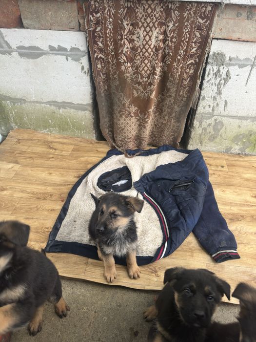 Цуцики породи Німецька Вівчарка