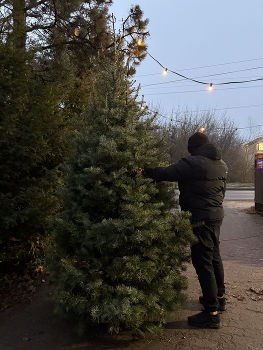 Wysokie choinki premium 3-4m jodła kalifornijska WŁASNA PLANTACJA