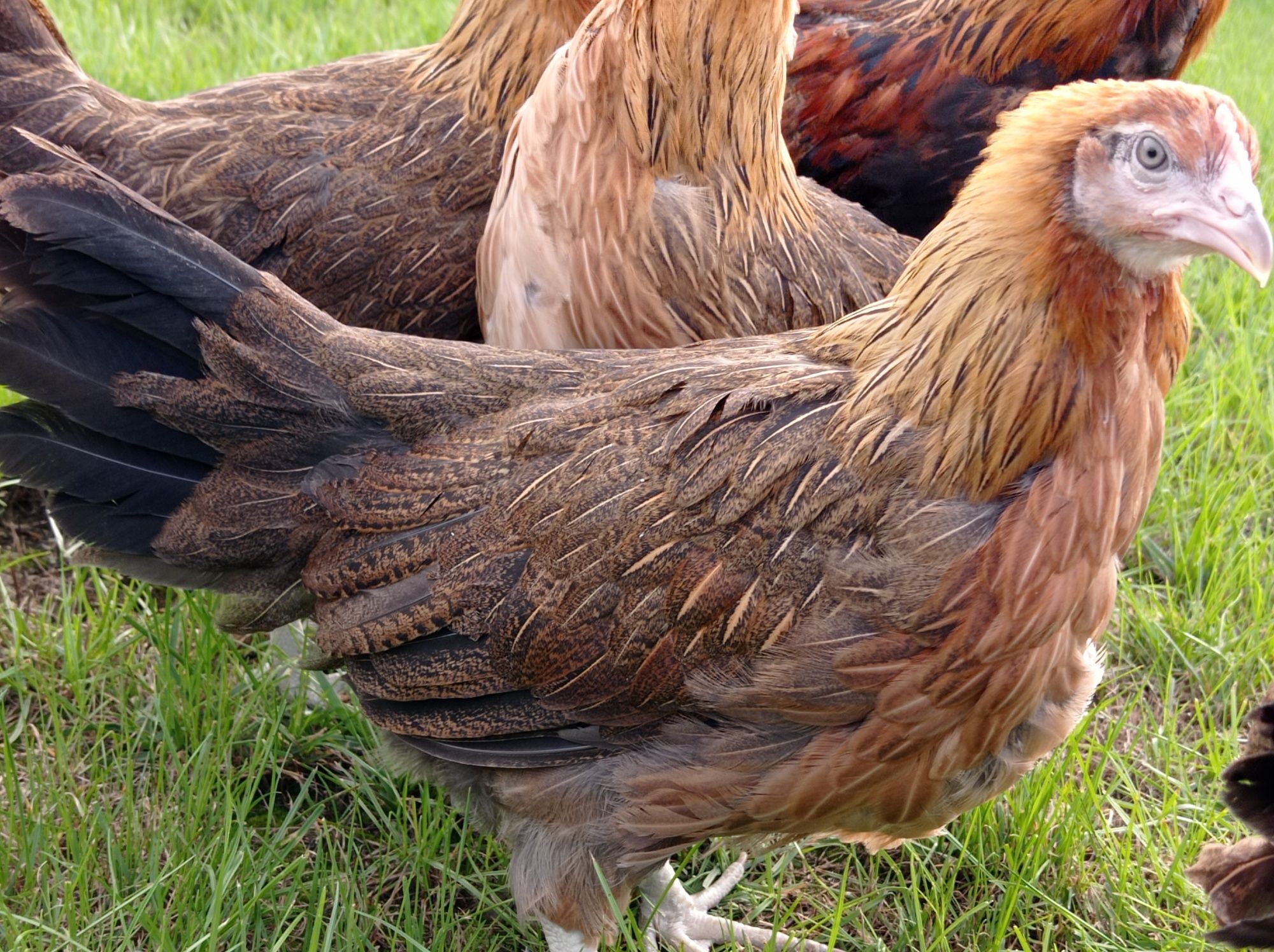 Kury Zielononóżki młode kokoszki Rossa leghorn