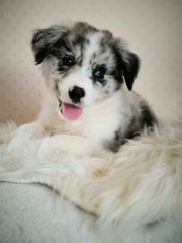 Cudowna suczka rasy border collie blue merle niebieskie oko