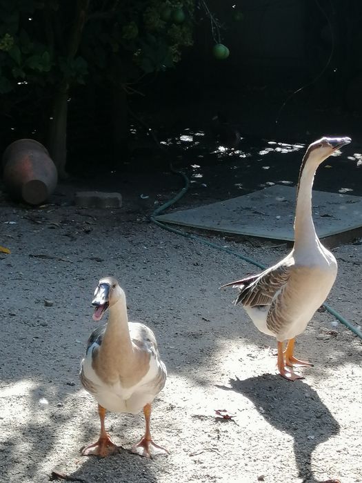 Gansos da Guiné (casal)