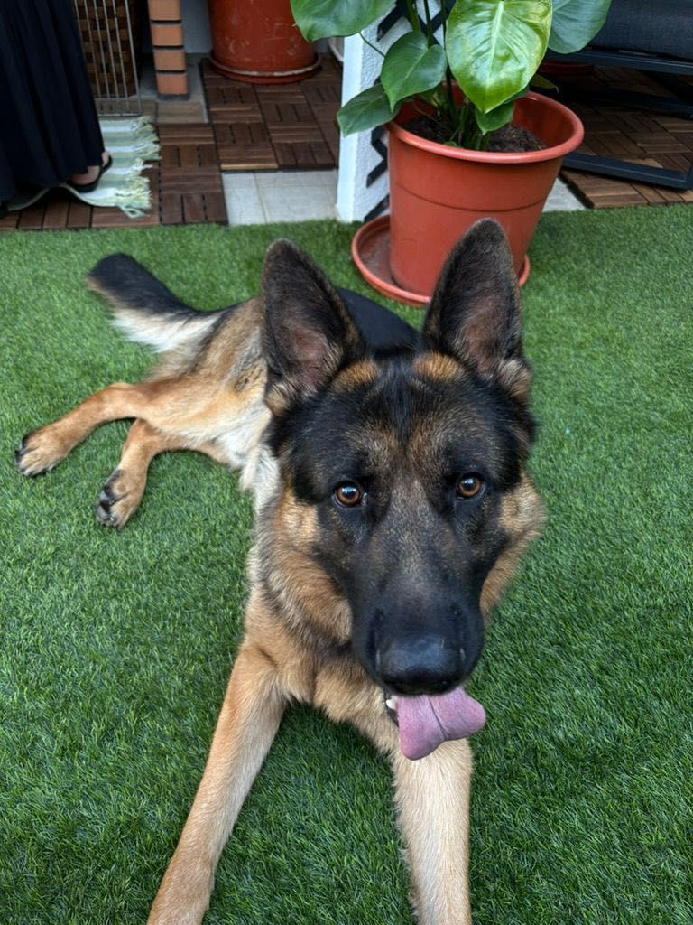 Pet Sitting Lisboa e Arredores