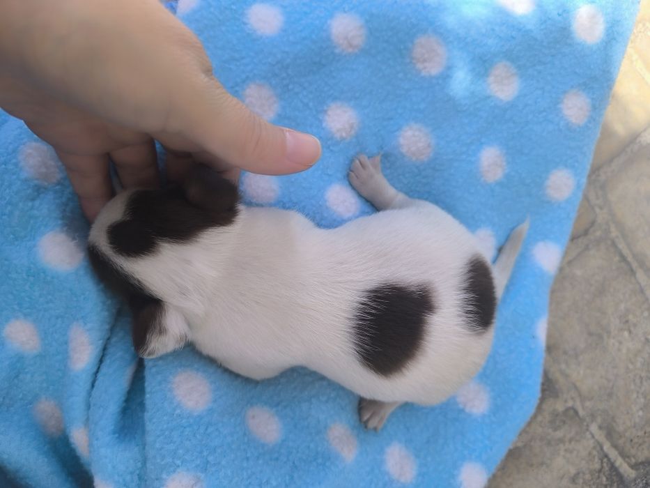 Chihuahua Super  Mini. Menina Chocolate e branco..Cabeça de maçã.