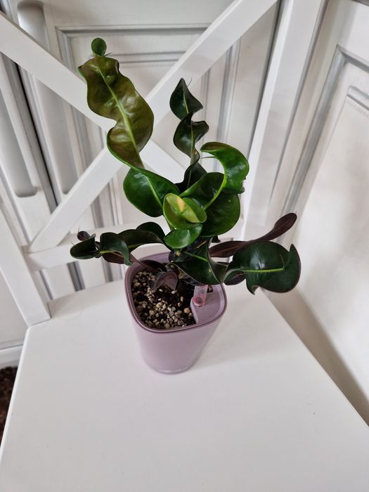Кротон Settle phon Ihan,  Pink Lady з домашньої колекції
