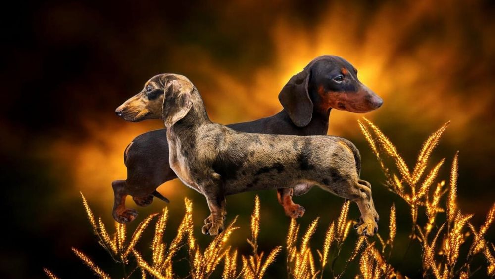 Jamnik króliczy suczka FCI