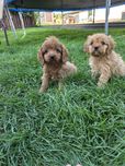 Cavapoo f1 suczka