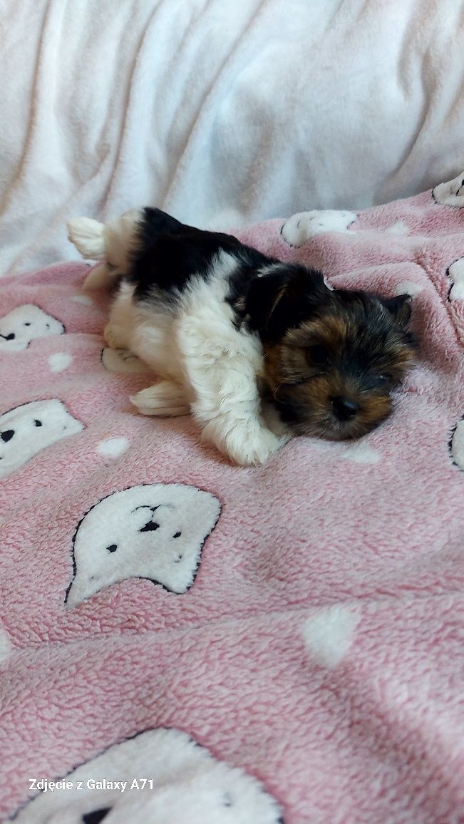 YORK suczka REZERWACJA rozmiar XXS yorkshire terrier biewer miniaturka