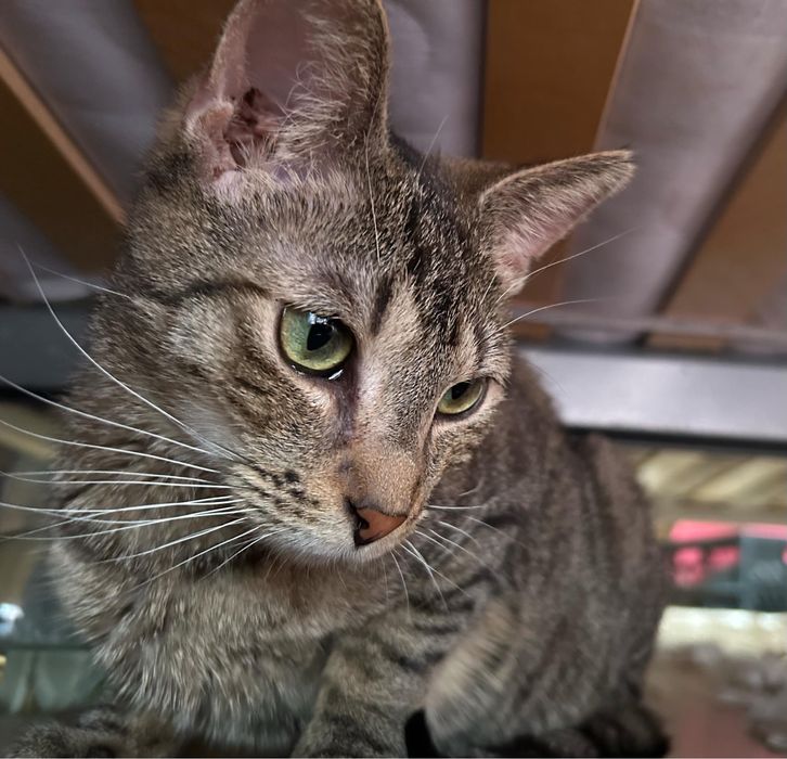 Lucek piękny bury kot poleca sie do adopcji