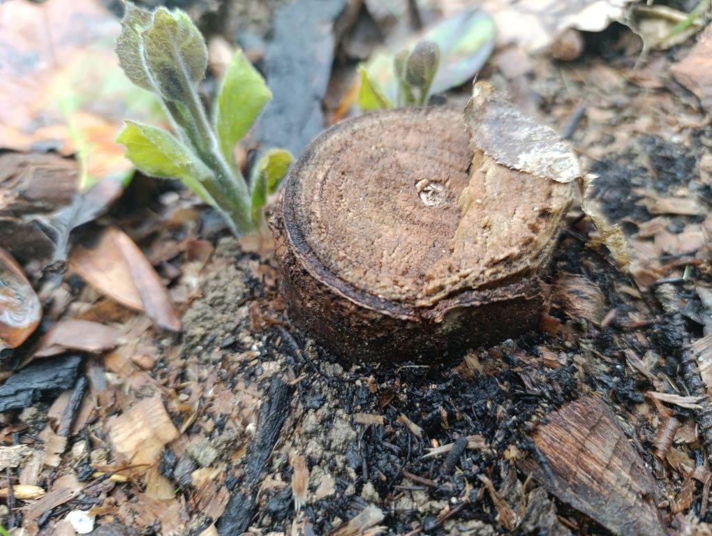 Paulownia - drzewo tlenowe Shan Tong sadzonki dwu letnie