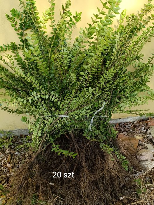 Suchodrzew chiński mirtolistny