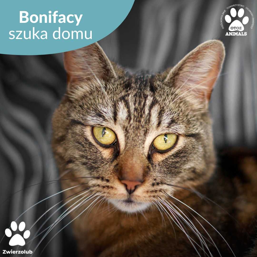 Kocurek Bonifacy do adopcji!