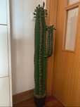 Cacto falso Skulum