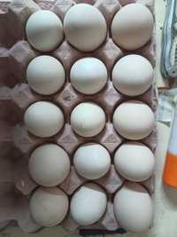 Ovos de galinha e codorniz caseiros