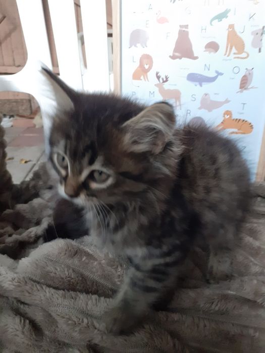 Кошенята у добрі руки