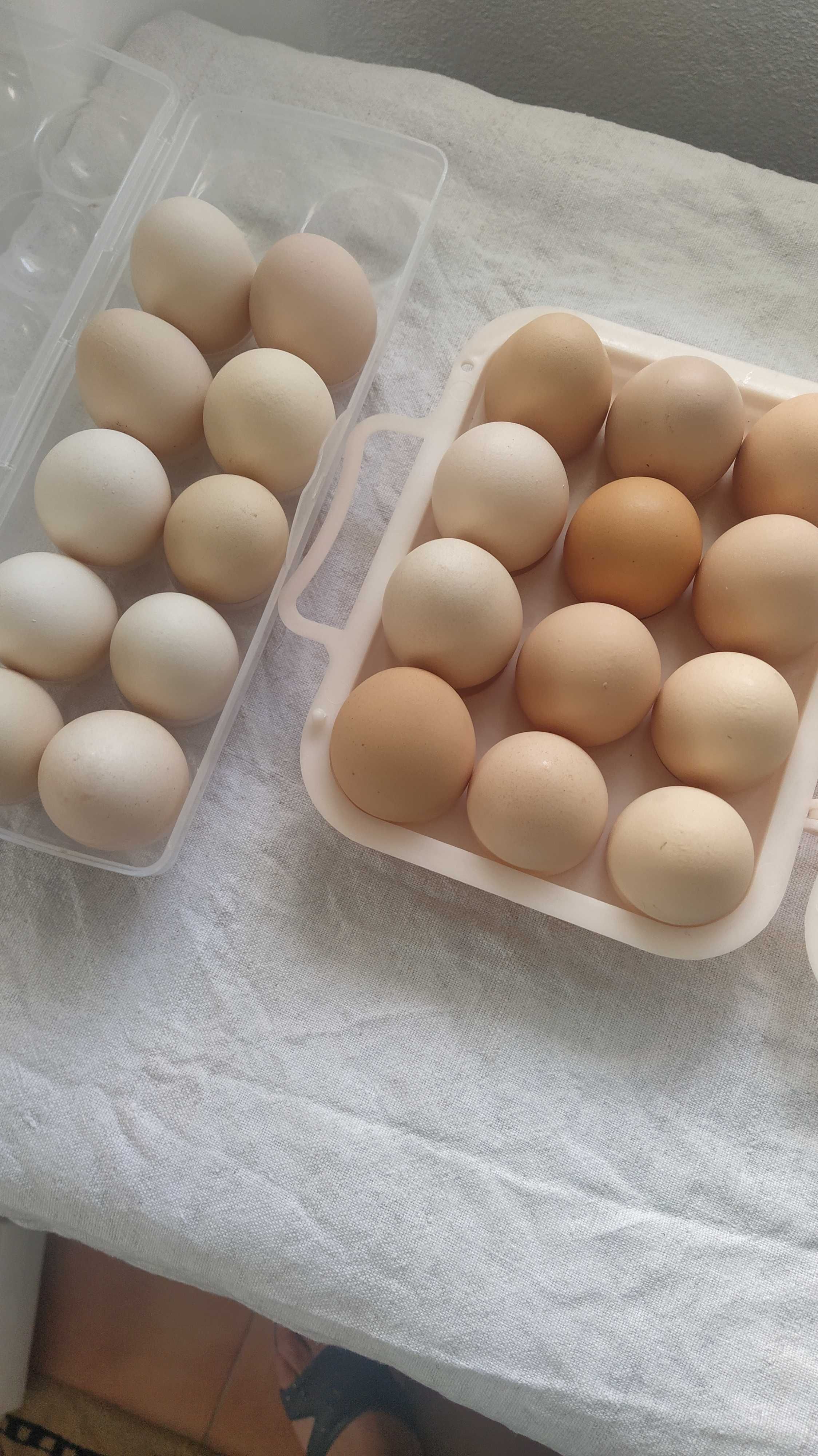 Vendo Ovos de galinha para consumo ou galados.